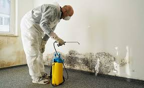 Trusted Muldraugh, KY Mold Removal Services Experts