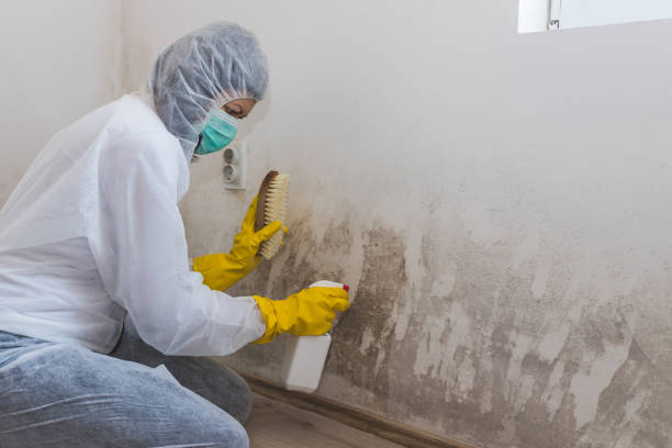 Why You Should Choose Our Mold Remediation Services in Muldraugh, KY