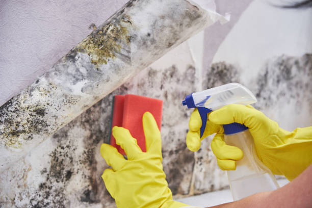 Best Mold Prevention Services  in Muldraugh, KY